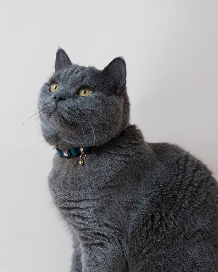 cat products