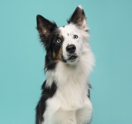 dog products